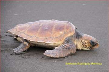 Ruta por la costa en memoria de José Luis González Ruano (Foto Ildefonso Rodríguez y TA)
